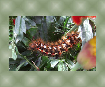 Knot Grass Moth caterpillar